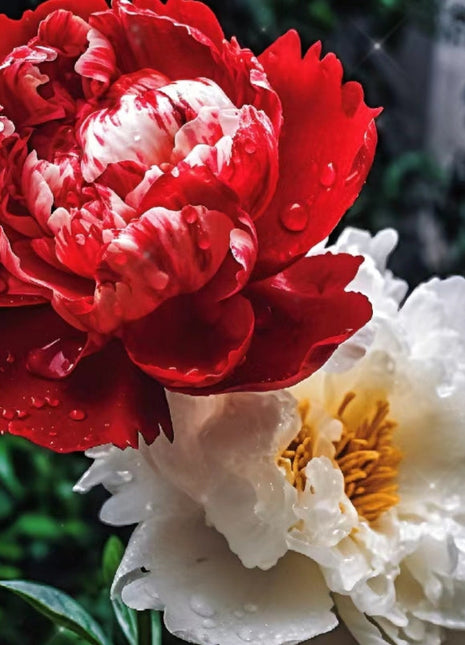 Chinese Peony Seeds for Home Garden