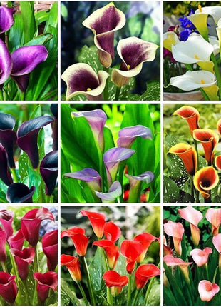 Calla Lily Seeds - Mixed - Beautiful Flowers Planting