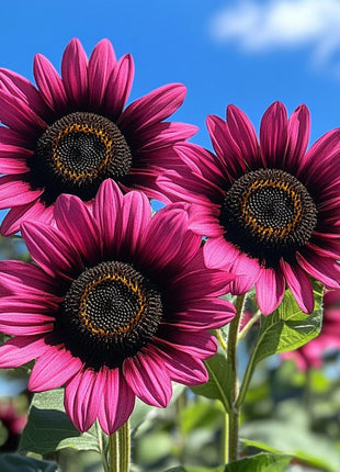 Sunflower 'Velvet Queen'