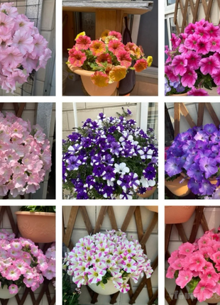 🌸The Latest Petunia Varieties In 2024