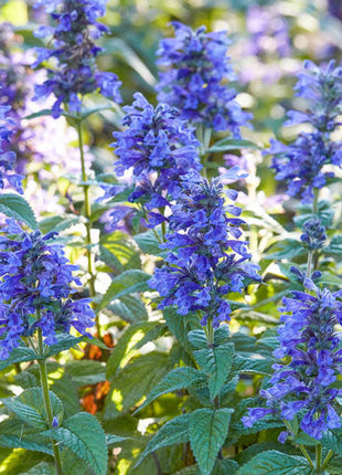 Neptune Catmint