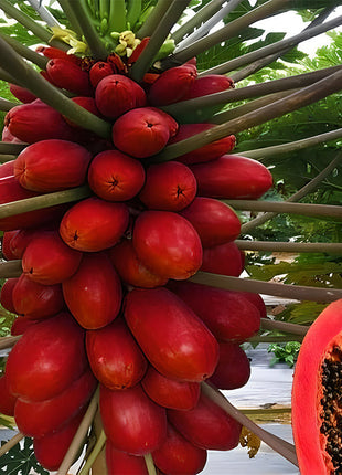 Organic Papaya Tree Seeds Heirloom Edible