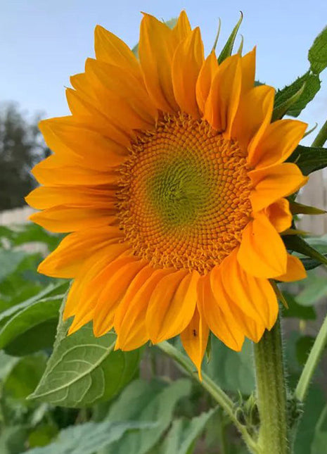 30Pcs Pro Gold Lite Sunflower Seeds