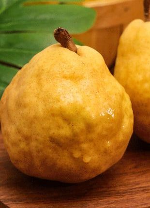 Ugly Pear Seeds