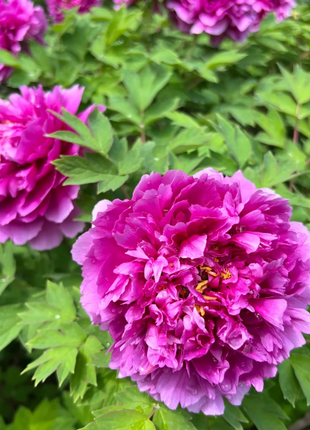 🌺Chinese Peony Flower Seeds—Mixed Color Plants—Home Garden Flower Seeds