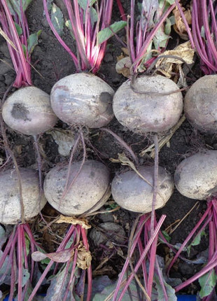 Beet Eagle F1