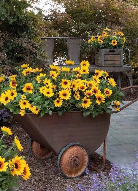 Sunflower Bonsai Flowering Machine, Glorious Years