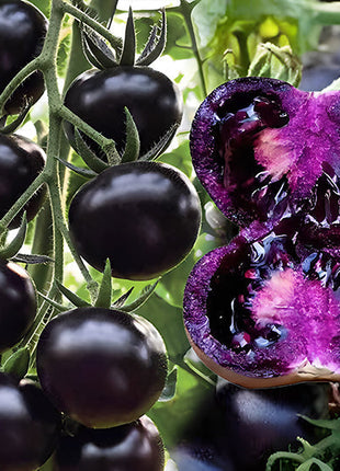 Rare Pruple Tomato Seeds No-Gmo