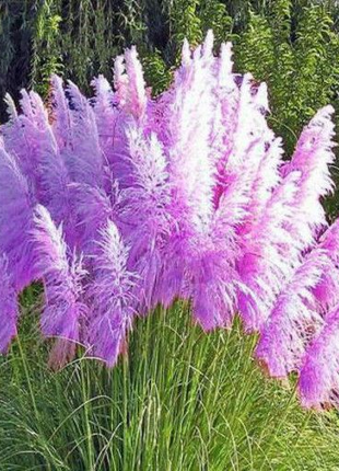 Mixed Pampas Grass Ornamental Seeds