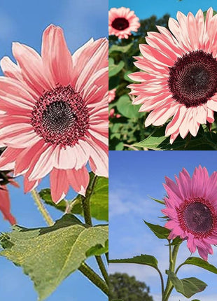 Pink Sunflower Seeds-High Germination Rate Wonderful Choice for Garden