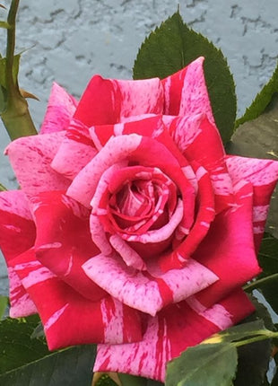 Rose red white Miniature Rose