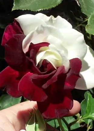 Rare Twin Roses - Seeds