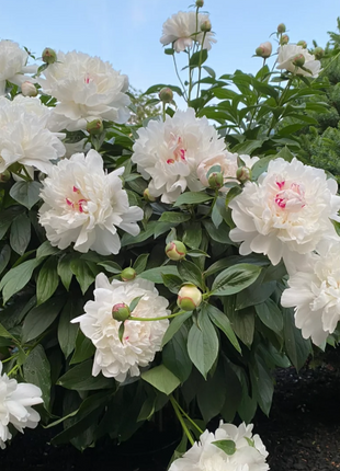 🌺Chinese Peony Flower Seeds—Mixed Color Plants—Home Garden Flower Seeds