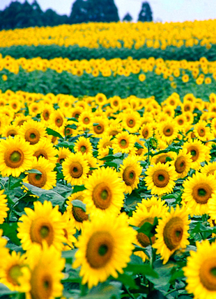 50 Seeds Mammoth Russian Sunflower Seeds