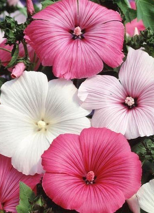 ROSE MALLOW SEEDS - MIXED COLORS