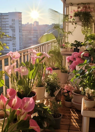 Calla Lily Seeds - Mixed - Beautiful Flowers Planting