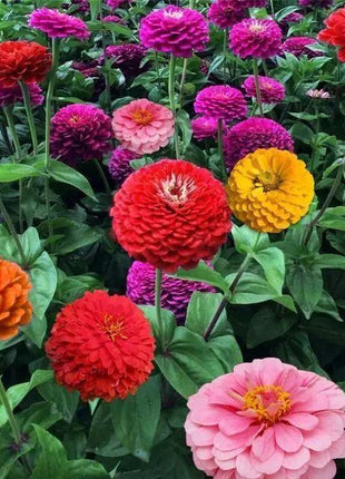 Zinnia State Fair Mix