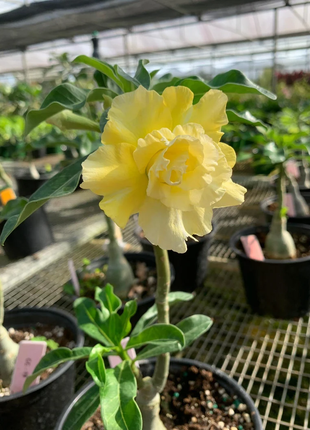 Desert Rose -- Yellow