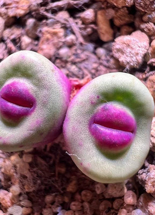 500pcs Red Lip Succulent Seeds – Uncommon Succulent Variety for Collectors & Garden Lovers