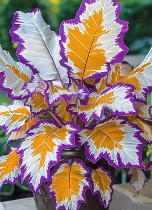 Kaleidoscope Caladium Plant