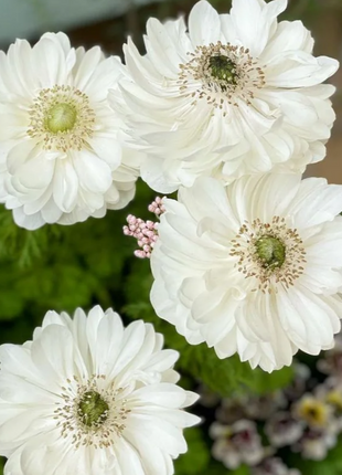 🌸Double Anemone Seeds