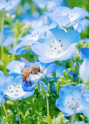 💙Baby-Blue-Eyes Seeds—Sky Color