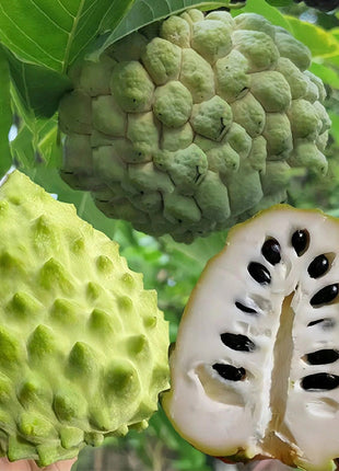 Sugar Apple Seeds