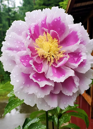 Black Beauty Peony Flower Seeds