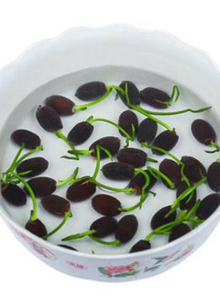 The Sacred Bonsai Lotus Flower