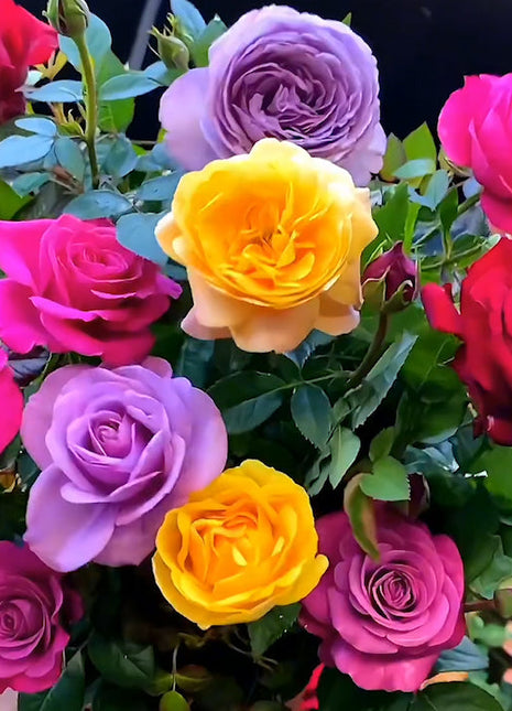 🌹Rose Mixed Color Seeds