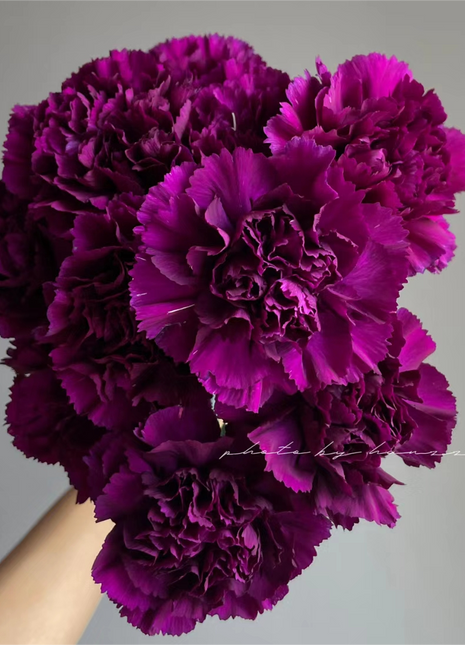 Carnations Seeds-Goleb