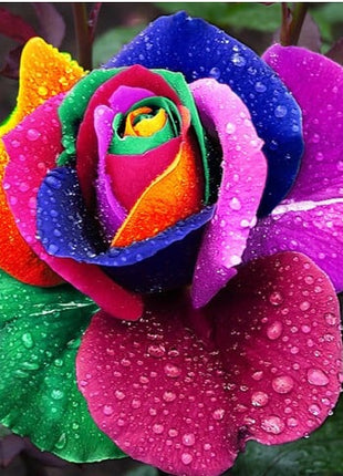 Rainbow Rose Seeds