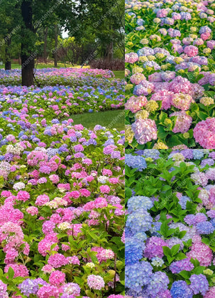 💐Endless Summer Hydrangea Falls
