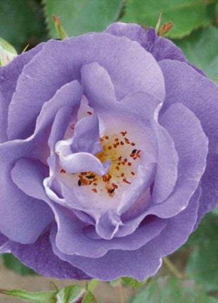 Light Blue Climbing Rose Seeds