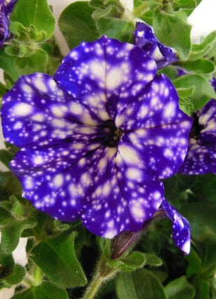 50/100Pcs 'Night Sky' Petunia Seeds