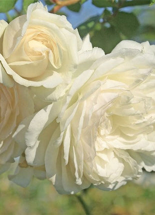 【 Repeat Blooming】🌹Climbing Rose Seeds - Luck Rises