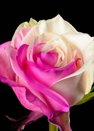 Fuchsia white rose seeds - Cozy Beauty