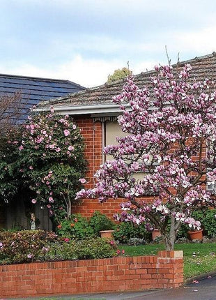 20pcs LILY MAGNOLIA Flower TREE Pink & Purple Fragrant Tulip Magnol Liliiflora Seeds