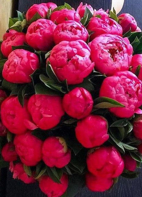 10Pcs Chinese Peony Flower Seeds Perennial Paeonia Suffruticosa Bonsai Plants Home Garden
