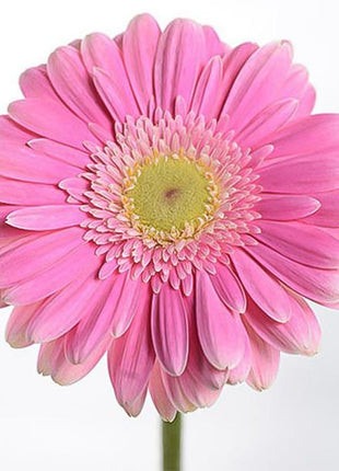 Pink double gerbera chrysanthemum seeds, sunflowers