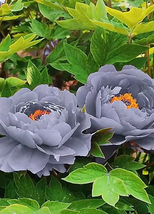 Rare Black Peony Seeds