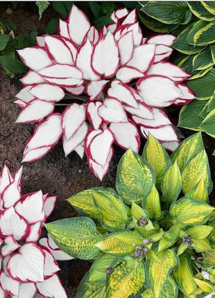 800pcs Red White Hosta Seeds Low Maintenance Hosta Plant Seeds for Planting Perennial Seeds Indoor Outdoor