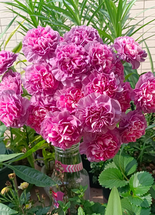 Multicolor Carnation Seeds