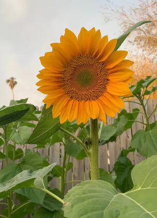 30Pcs Pro Gold Lite Sunflower Seeds