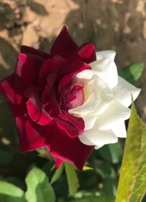 Rare Twin Roses - Seeds