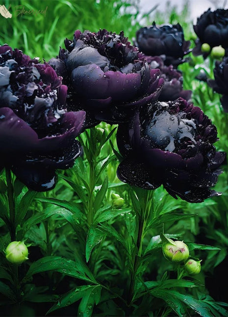 Black Beauty Peony Flower Seeds