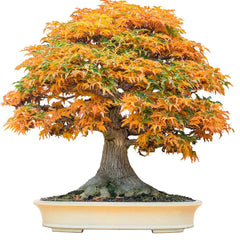 Collection image for: Maple Tree