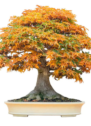 30Pcs Bonsai Tree Trident Maple Seeds