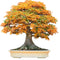 Maple Tree