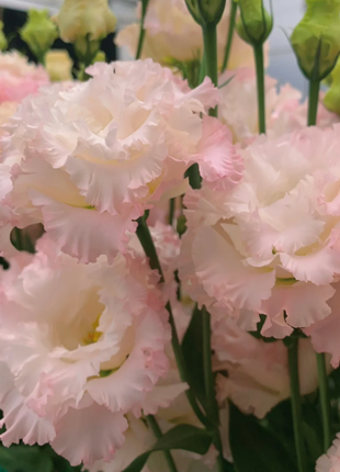 🌺Rose Balloon Flower, Platycodon Grandiflorus - Sincere Love